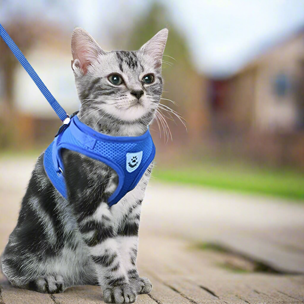 Cat wearing a blue harness and leash outdoors