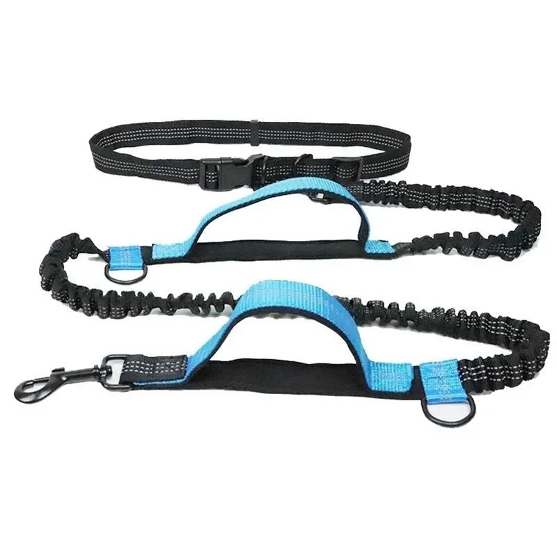 Blue bungee dog leash with adjustable black waist belt and steel clasps