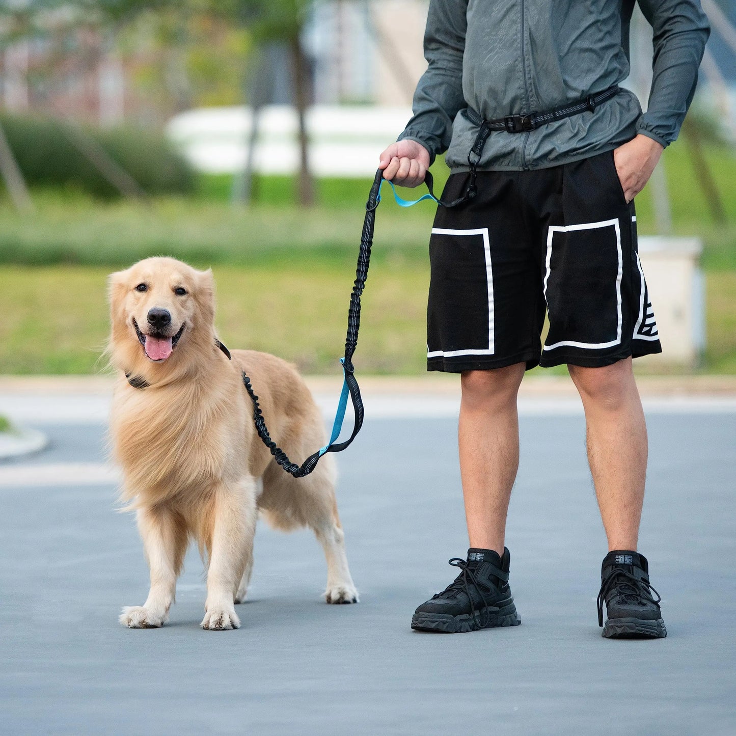 Person walking golden retriever with hands-free leash attached to waist