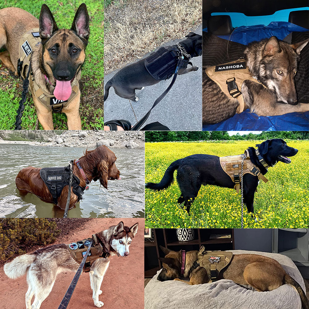 customer gallery collage of multiple dogs wearing tactical harnesses outdoors and indoors