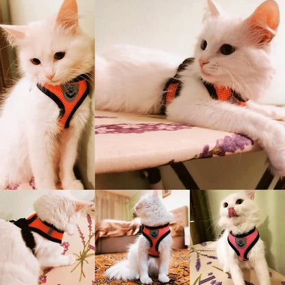 Multiple photos of a white cat wearing orange and pink pet harness vests, displaying the comfort fit, reflective front, and leash connection.